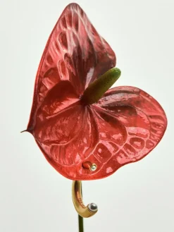 Reiss Gold Anais Tone Pearl Earrings^Women Jewellery